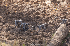 Trachypithecus phayrei