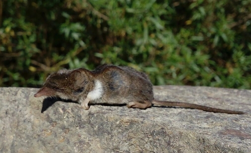 Musaraña adornada (Sorex ornatus subsp. juncensis)
