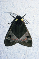 Dysschema leucophaea