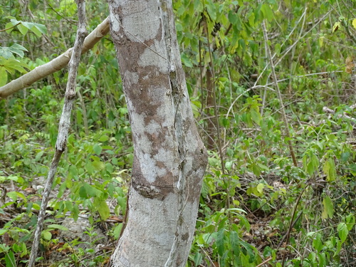 Image of Copal (Protium copal) by (c) Alexis López Hernández, some rights reserved (CC BY)