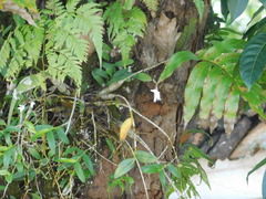 Dendrobium crumenatum