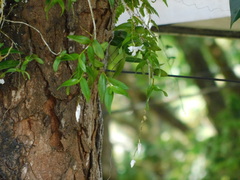 Dendrobium crumenatum