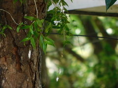 Dendrobium crumenatum