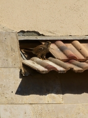 Falco tinnunculus