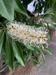 Grevillea baileyana