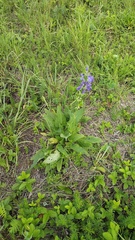 Salvia pratensis