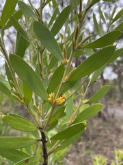 Persoonia lanceolata