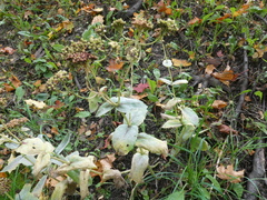 Hylotelephium maximum ruprechtii