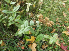 Hylotelephium maximum ruprechtii