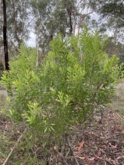 Persoonia lanceolata