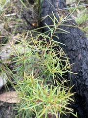 Persoonia nutans