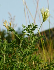 Astragalus albicaulis