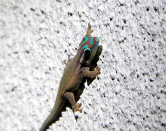 Phelsuma ornata