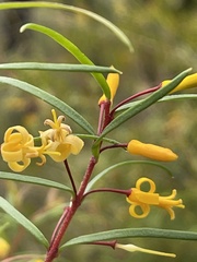 Persoonia nutans