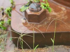 Chloris pycnothrix