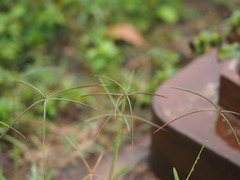 Chloris pycnothrix