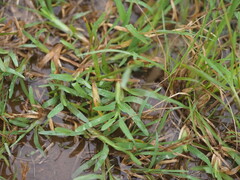Chloris pycnothrix