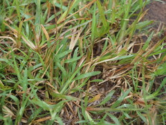 Chloris pycnothrix