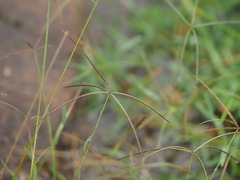 Chloris pycnothrix
