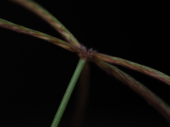 Chloris pycnothrix