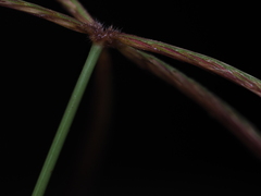 Chloris pycnothrix