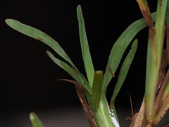 Chloris pycnothrix