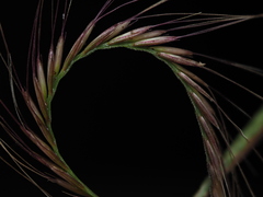 Chloris pycnothrix