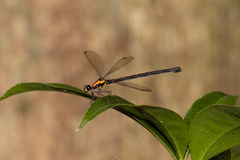 Austroargiolestes chrysoides