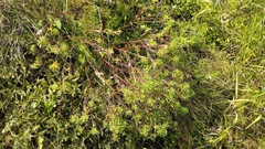 Euphorbia semivillosa