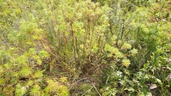 Euphorbia semivillosa