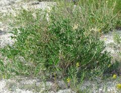 Astragalus albicaulis