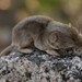 Large-eared Gray Shrew - Photo (c) Issac Camargo, some rights reserved (CC BY-NC), uploaded by Issac Camargo