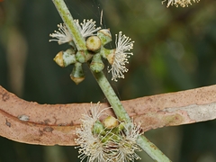 Eucalyptus cephalocarpa