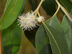 Eucalyptus cephalocarpa