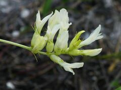 Astragalus albicaulis
