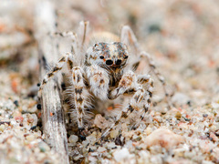 Yllenus turkestanicus