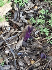 Tradescantia pallida