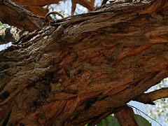 Eucalyptus cephalocarpa