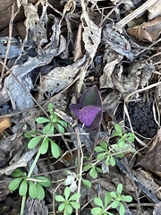 Tradescantia pallida