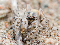 Yllenus turkestanicus