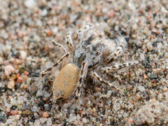 Yllenus turkestanicus