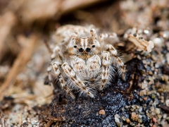 Yllenus turkestanicus