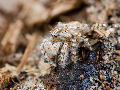 Yllenus turkestanicus