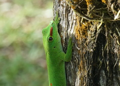 Phelsuma grandis