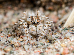 Yllenus turkestanicus