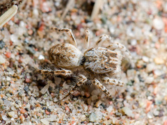 Yllenus turkestanicus