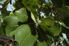 Terminalia muelleri