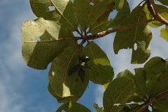 Terminalia muelleri
