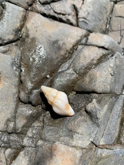 Nodopelagia brazieri