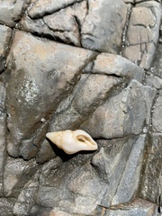 Nodopelagia brazieri